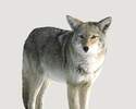 21 x 22-Inch Kojo Coyote Decoy   