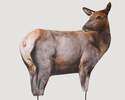 Rocky Mountain Elk Foundation Cow Elk Decoy