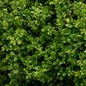 Buxus Microphylla Japonica Wintergem Boxwood #1