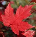 1-1/4-Inch Autumn Blaze Maple #15