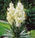Adam's Needle Yucca #5