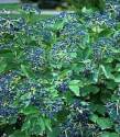 Blue Muffin Viburnum  #3