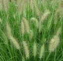 Dwarf Fountain Grass #2