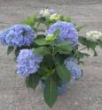 Endless Summer Hydrangea #3