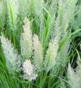 Korean Feather Reed Grass #5