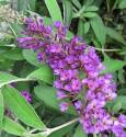 Nanho Purple Butterfly Bush #5