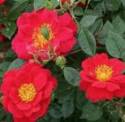 Oso Easy Double Red Rose #1