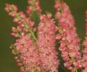 Ruby Spice Clethra #5