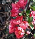 Texas Scarlet Quince #3