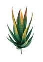 2-Inch X 3-Inch Green Succulent Plant