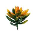 2-Inch X 2-Inch Green & Orange Succulent Plant