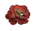 5-Inch X 4-Inch Red Succulent Plant