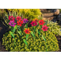 Lil Sunshine Flower Garden Stake