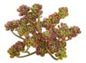 5-Inch Green And Red Botanical