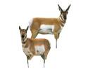Antelope Buck And Doe Combo