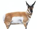 Antelope Buck Decoy
