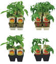 Vegetable Plant