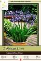 Blue African Lily