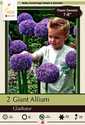 Giant Gladiator Allium, 2-Pack