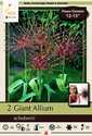 Giant Schubertii Allium 2-Pack