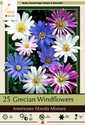 Grecian Windflowers Mixture, 25-Pack