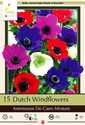 Dutch Windflowers Mixture 15-Pack