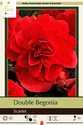Double Scarlet Begonia