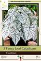 Fancy Leaf Candidum Caladium, 3-Pack
