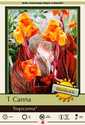 Tropicanna Canna Lily
