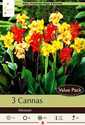 Canna Lily Mixture 3-Pack