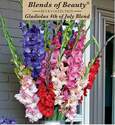 Gladiolus 4th Of July Blend Flower Bulbs