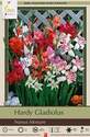Nanus Mixture Hardy Gladiolus, 25-Count