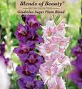 Large Flowering Sugar Plum Mixture Gladiolus, 30-Count