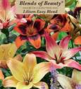 Lilium As. Hardy Blend 8 Count