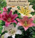 Lilium Oriental Trumpet Blend Hardy Lily, 6-Count