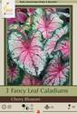 Fancy Leaf Cherry Blossom Caladium, 3-Count