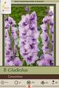 Large Flowering Geronimo Gladiolus, 8-Count