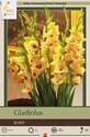 Large Flowering Jester Gladiolus, 10-Count