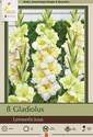 Large Flowering Lemonlicious Gladiolus, 8-Count