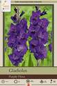 Large Flowering Purple Flora Gladiolus, 10-Count 