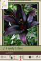 Hardy Landini Lily, 2-Count 