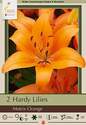 Matrix Orange Hardy Lily, 2-Count 