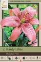 Morpho Pink Hardy Lily, 2-Count 