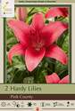 Pink County Hardy Lily, 2 Count