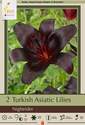 Turkish Asiatic Nightrider Lily, 2-Count