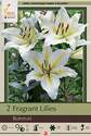 Fragrant Oriental Baferrari Lily, 2-Count 