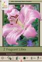 Fragrant Oriental Josephine Lily, 2-Count 