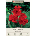 Red Dazzler Canna Lily 2-Count