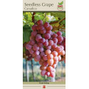 1-Count Canadice Seedless Grape