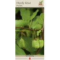 1-Count Prolific Hardy Kiwi